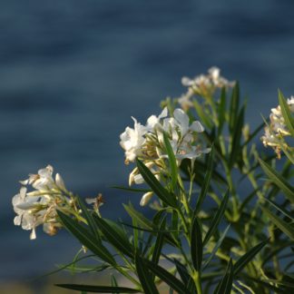 `croatian cosmetics