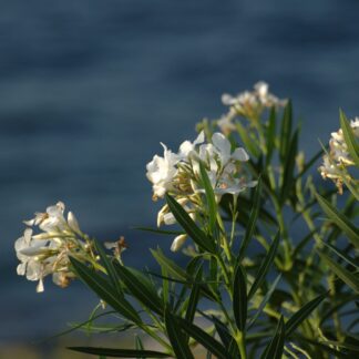`croatian cosmetics